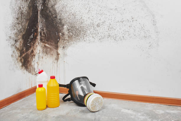 Best Toxic Mold Removal  in Wyncote, PA