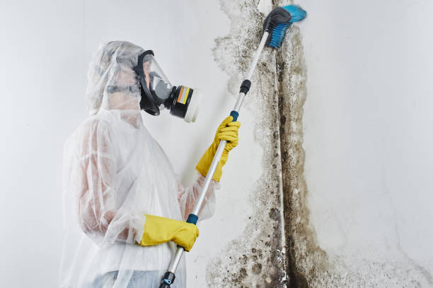 Best Mold Removal Process  in Wyncote, PA