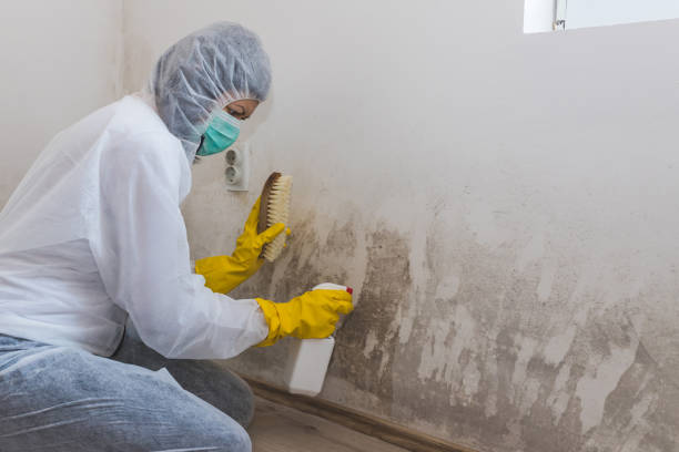 Best Crawl Space Mold Removal  in Wyncote, PA