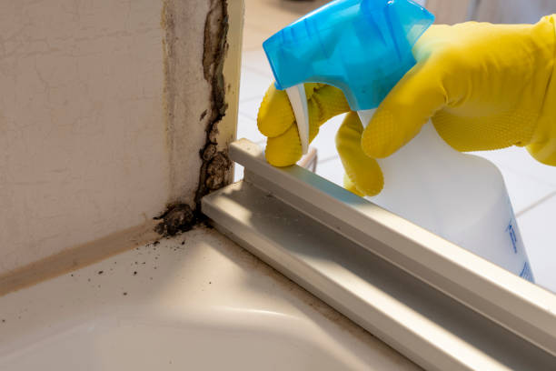 Best Fast Mold Removal  in Wyncote, PA