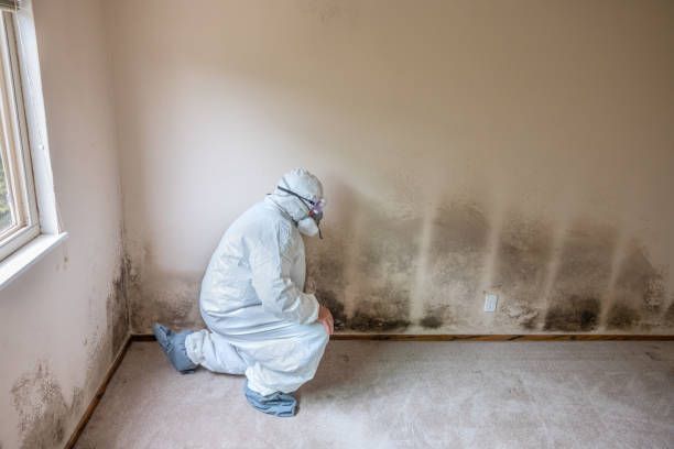 Best Office Mold Removal Services  in Wyncote, PA