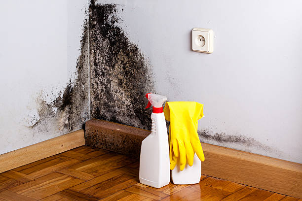 Best Professional Mold Removal  in Wyncote, PA