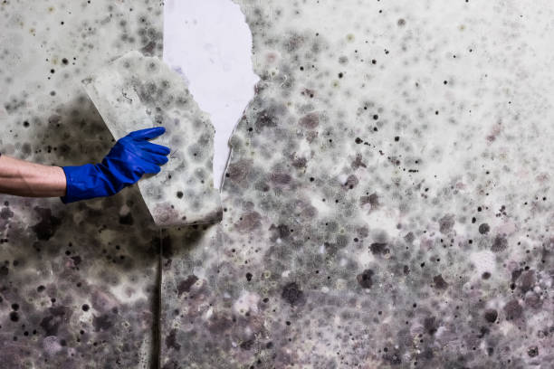 Best Home Mold Removal  in Wyncote, PA