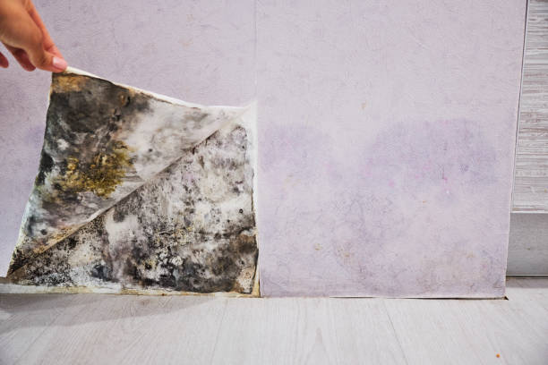 Best Mold Removal Company Near Me  in Wyncote, PA